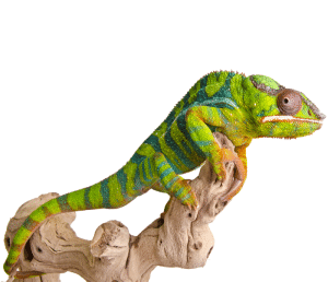 Entomo Farms, The future of foods, Sustainable, Food, Cricket Powder, Powder, Protein, Future, Crickets, Eating, Recipes, Roasted, Sustainability, Planet, Entomology , food, Water, Organic, Biologic, Delicious, Mealworms, Mealworm Powder, Mealworm Protein, feed