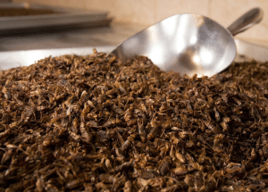 Entomo Farms, The future of foods, Sustainable, Food, Cricket Powder, Powder, Protein, Future, Crickets, Eating, Recipes, Roasted, Sustainability, Planet, Entomology , food, Water, Organic, Biologic, Delicious, Mealworms, Mealworm Powder, Mealworm Protein, feed