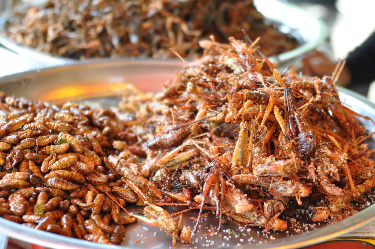 THE CHALLENGES OF SELLING INSECTS IN EUROPE | Entomo Farms