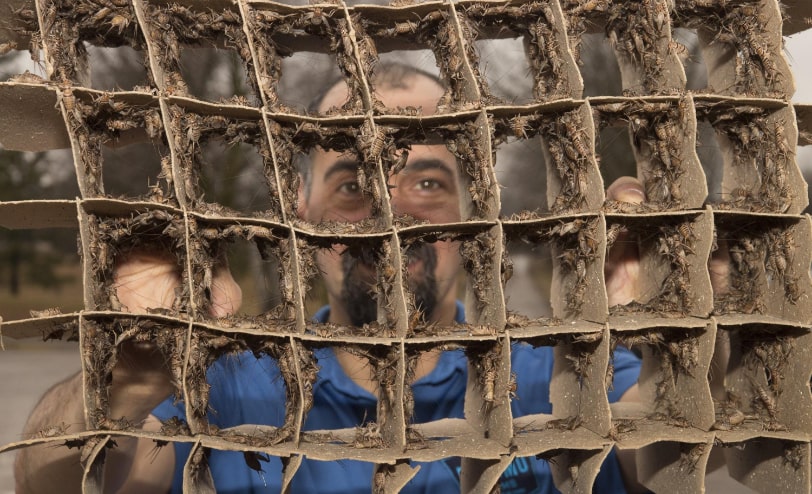 Photo of a male Entomo Farms team member, looking through a cardboard honeycomb used for cricket farming