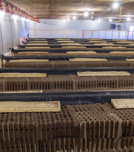 Photo of the inside of a cricket farming facility