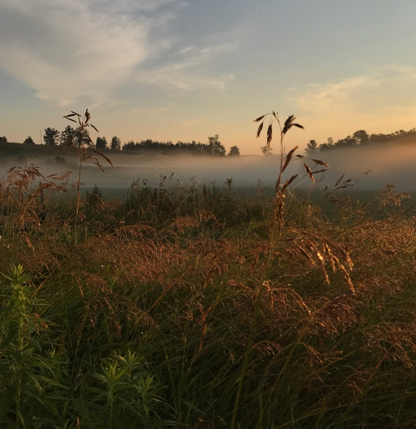 Photo of a farm field.