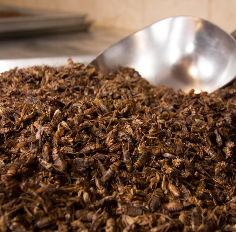 Photo of a pile of dry roasted crickets.